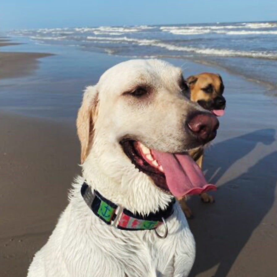 Two dogs on a beach with one panting and the other in the background.