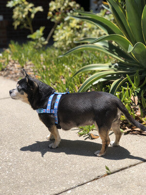 D Style Dog Harness