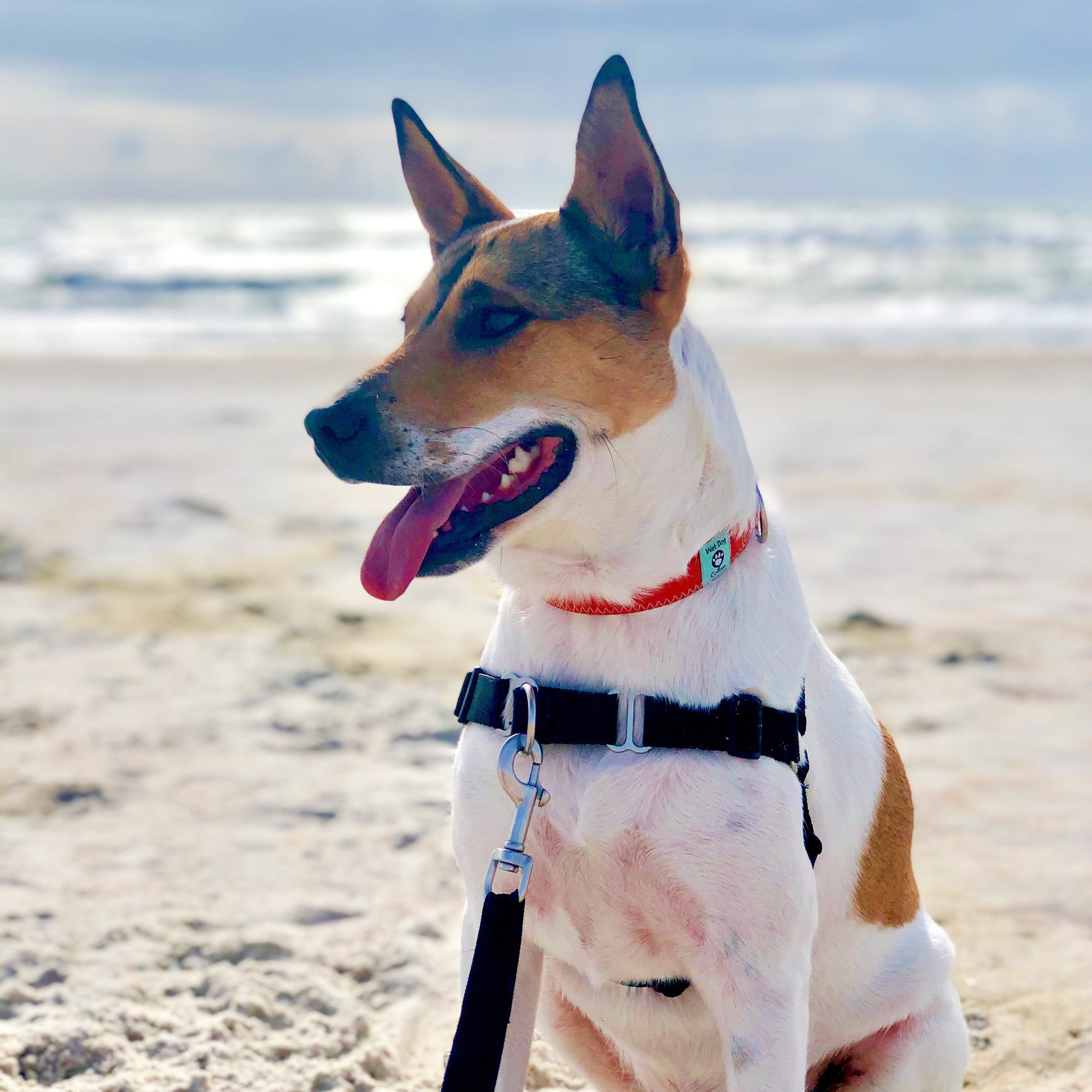 Dog on a leash sitting on a sandy beach with ocean in the background in spinnaker collar and no pull harness
