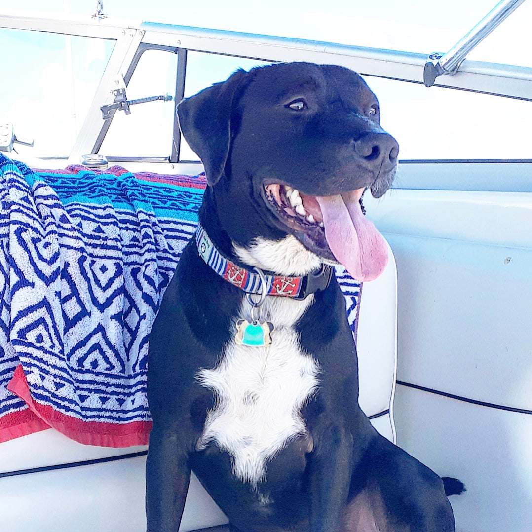 Black dog with a red collar sitting on a boat