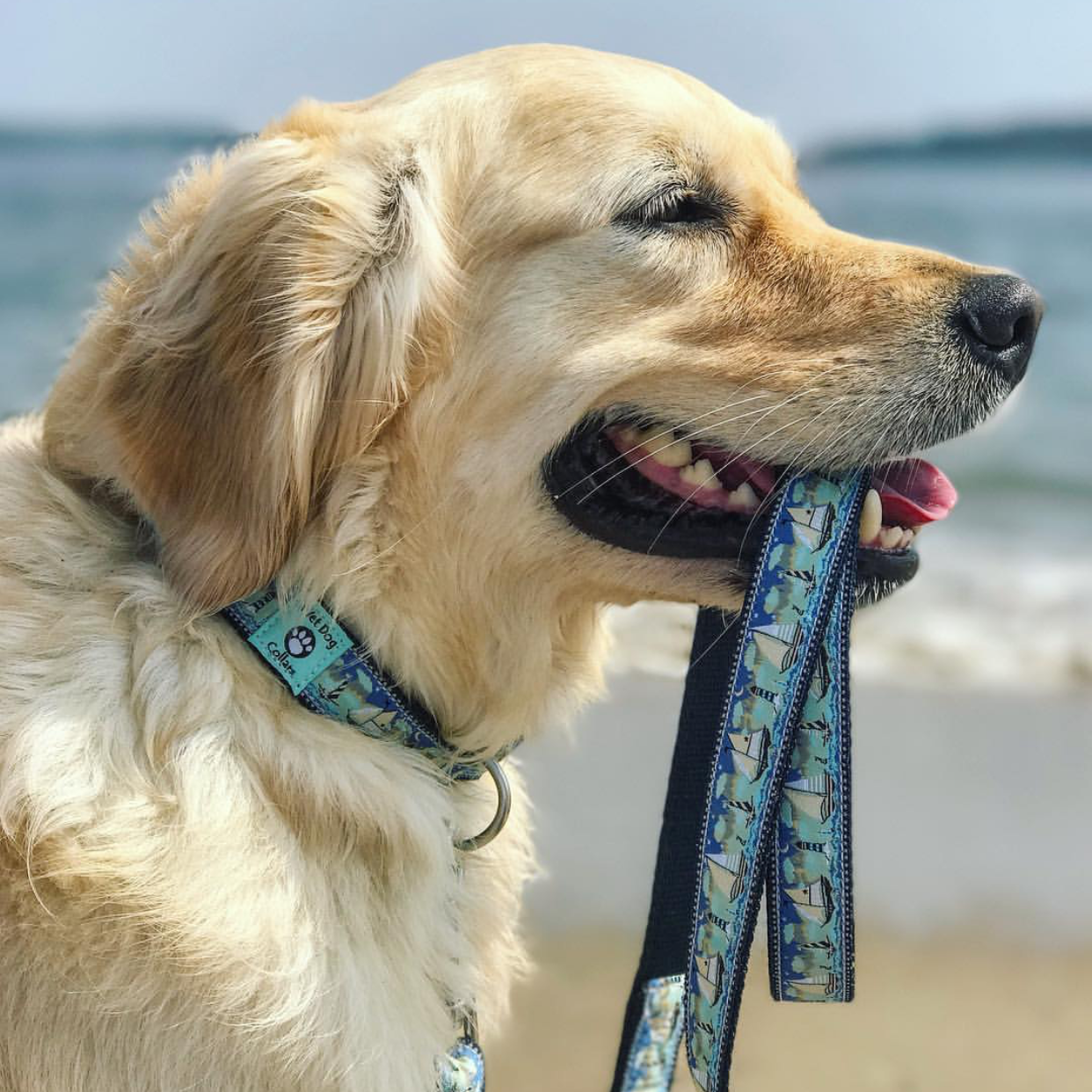 Dog with a leash in its mouth on a beach