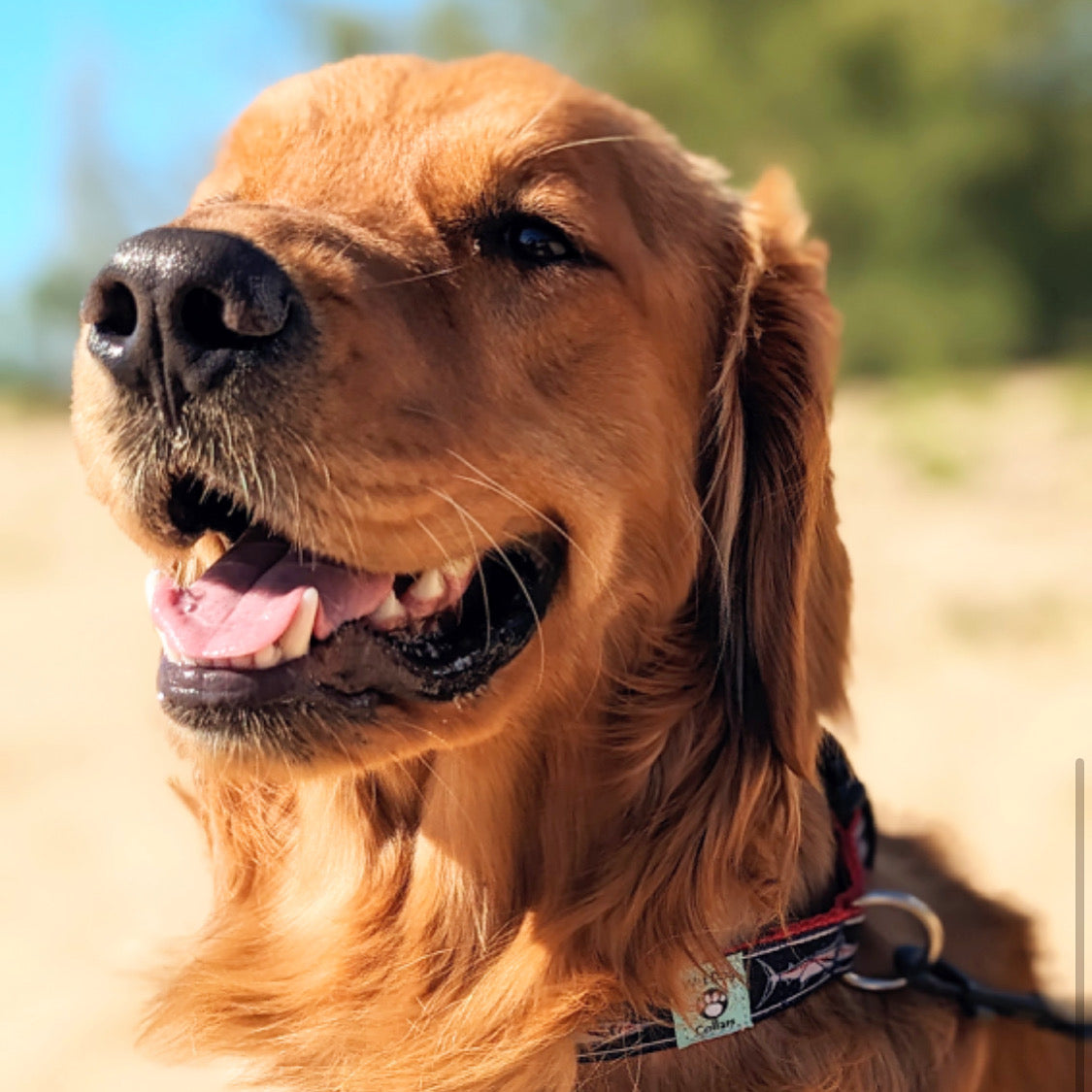Close-up of a golden dog with a blurred natural background