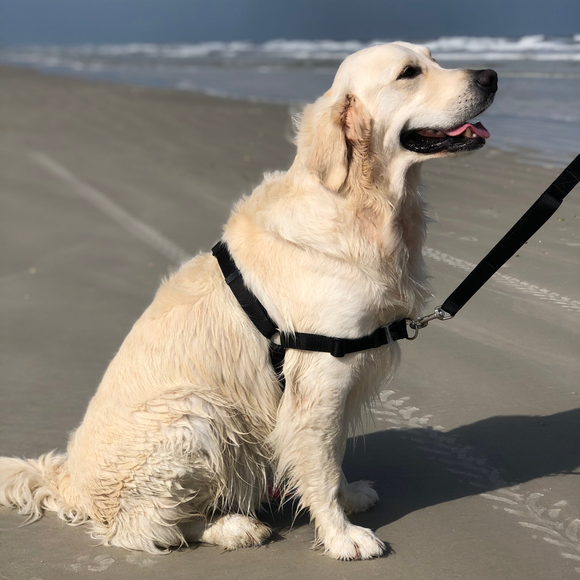 White dog on a leash sitting on a sandy beach with ocean waves in the background
