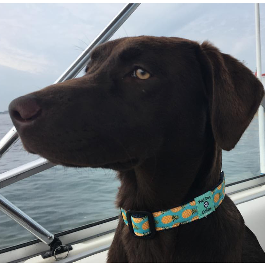 Dog on a boat with a collar