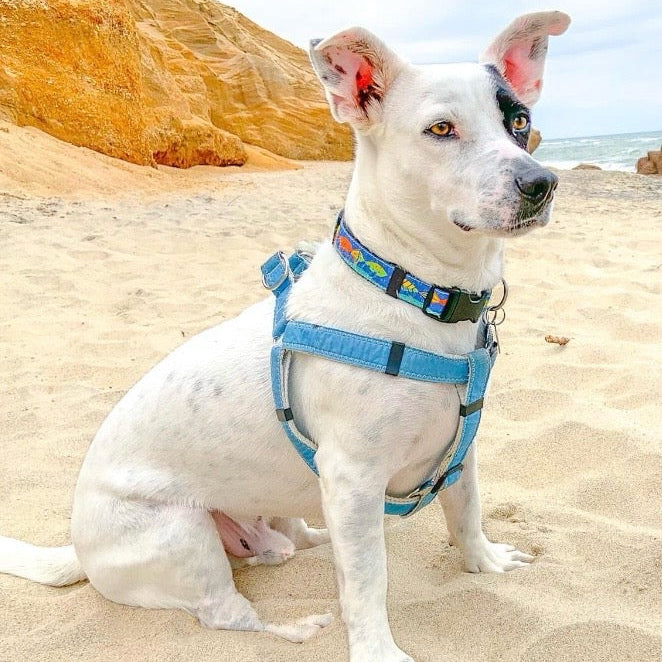 White dog with a blue harness sitting on a sandy beach with cliffs and ocean in the background