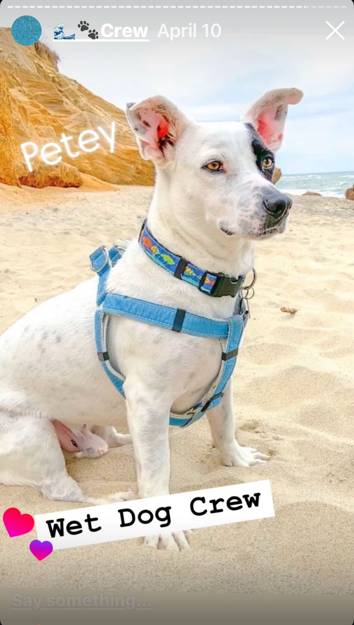 White dog with on a beach with step in harness and collar by Wet Dog Collars