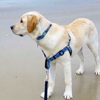 dog with no pull harness at beach, rust proof stainless hardware, made for saltwater harness, wet dog crew